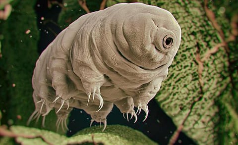 காரணம் ஆயிரம்: இந்த நீர் கரடியைத் தெரியுமா?