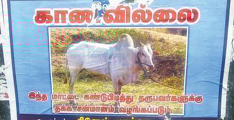 மாட்டை கண்டுபிடித்து தருபவர்களுக்கு சன்மானம்﻿: உரிமையாளர் போஸ்டர் ஒட்டிய ருசிகர சம்பவம்﻿