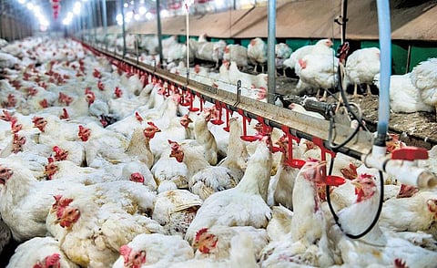 தொழிற்சாலைப் பண்ணைத் துயரம்: பேலியோவுக்கு மறைமுக எச்சரிக்கை?