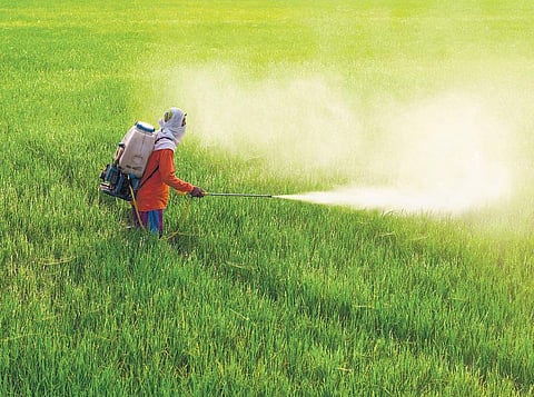 தொட்டனைத்து ஊறும் அமிழ்தம் 36: மரக்கறி மட்டுமா உண்கிறோம்?