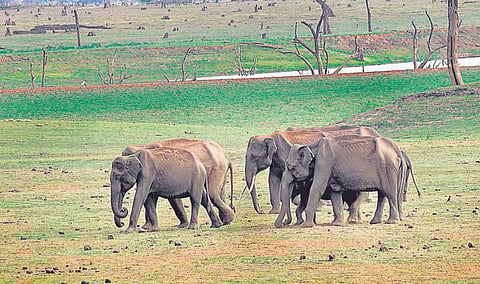 எலும்பும், தோலுமாக காணப்படும் காட்டு யானைகள்﻿: தமிழகத்தில் வறட்சியால் ஏற்பட்ட உணவுப் பற்றாக்குறை காரணமா?﻿