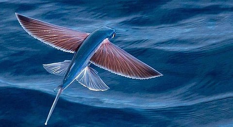 பறந்து செல்லும் மீன்!