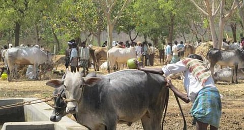 கால்நடை விற்பனைத்  தடை உத்தரவு விவகாரங்களை நேர்மையாக அணுகுவோம்: மத்திய அமைச்சர் ஹர்ஷ் வர்தன்