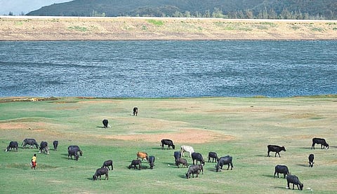 பருவமழை தாமதத்தால் நீடிக்கும் வறட்சி: மேய்ச்சல் நிலமான கடனா அணை