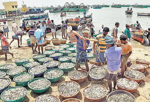 2 மாதங்களுக்குப் பின் கடலுக்கு சென்ற மீனவர்களுக்கு﻿ அதிக இறால் மீன்கள் கிடைத்ததால் மகிழ்ச்சி﻿