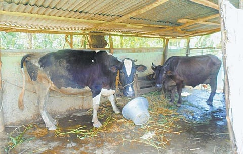 அந்தமான் விவசாயம் 37: உணவுத் தேவையை பூர்த்தி செய்யும் கால்நடைகள்