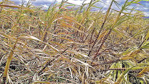 போதிய தண்ணீர் இல்லாததால்﻿﻿ தேனியில் கருகிய நெல், கரும்பு பயிர்கள்﻿: விவசாயிகளுக்கு கடும் நஷ்டம்