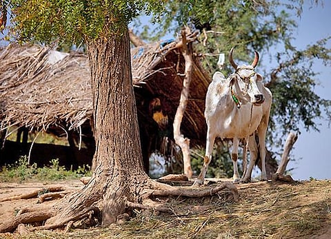 தொட்டனைத்து ஊறும் அமிழ்தம் 38: கைக்கொள்ள வேண்டிய பண்ணை உத்திகள்