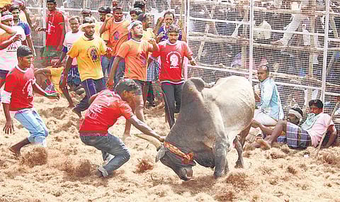 4 இடங்களில் நடைபெற்ற﻿ ஜல்லிக்கட்டு, மஞ்சுவிரட்டில் காளைகள் முட்டி 146 பேர் காயம்﻿