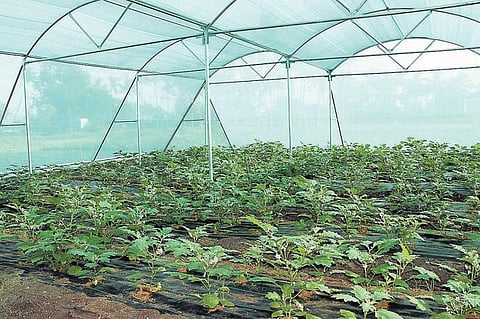 வறட்சியைத் தாங்கி, நோய்கள் தாக்காமல்﻿ திண்டுக்கல்லில் விளையுது ‘சிம்ரன்’ கத்தரிக்காய்﻿