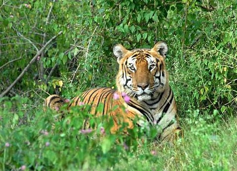 வனவிலங்குகளால் ஏற்படும் உயிரிழப்பை தடுக்க நடவடிக்கை﻿: இந்தியாவுக்கு விஞ்ஞானிகள் வலியுறுத்தல்﻿