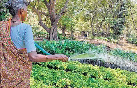 ஸ்மார்ட் சிட்டி திட்டத்தின்கீழ்﻿ பூங்காக்களை பராமரிக்க சுத்திகரிக்கப்பட்ட கழிவுநீர்: தொலைநோக்கு திட்டமாக மாநகராட்சி செயல்படுத்துகிறது﻿﻿