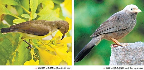 பறவைகளிடம் கற்போம்!