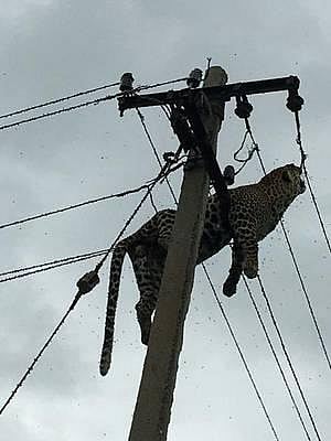 தெலுங்கானா  மாநில  கிராமம் ஒன்றில் மின்கம்பியில் சிக்கி சிறுத்தை பலி