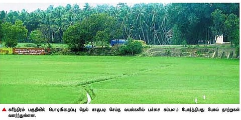 பாசனத்துக்கு தண்ணீர் இல்லாத போதும்﻿﻿ பொடி விதைப்பு நெல் சாகுபடியில் குமரி விவசாயிகள்﻿ தீவிரம்: 1,000 ஹெக்டேரில் நாற்றுகள் துளிர்விட்டன﻿﻿