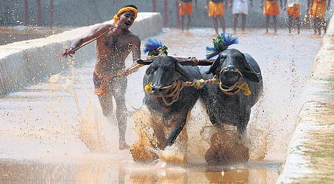 கர்நாடகாவில் பாரம்பரியம் மிக்க கம்பளா பந்தயம் நடத்த பிரணாப் ஒப்புதல்: பொதுமக்கள் இனிப்பு வழங்கி கொண்டாட்டம்