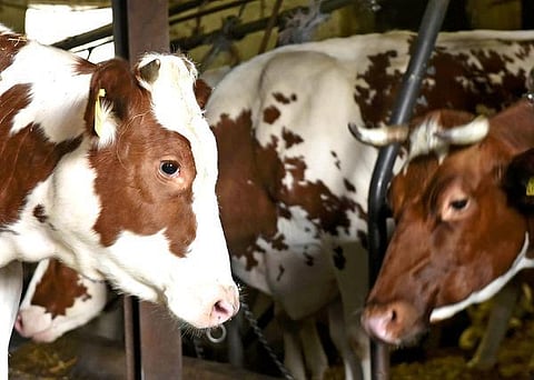 விவசாயிகளுக்கு மறுக்கப்படும் இரண்டாவது வாய்ப்பு