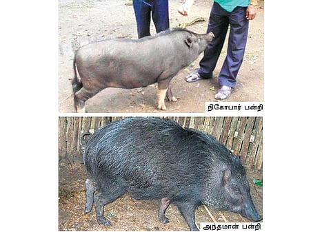 அந்தமான் விவசாயம் 39: பன்றி ஜல்லிக்கட்டு!