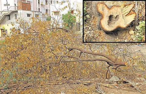 திருச்சி உறையூர் பகுதியிலுள்ள எம்ஜிஆர் பங்களாவிலிருந்து மரம் வெட்டி கடத்தல்?