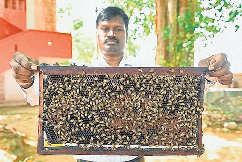 மலைத்தேனீ இனி வீட்டுத் தேனீ ஆகுமா?﻿ - மதுரை வேளாண்மை கல்லூரியில் ஆராய்ச்சி தொடக்கம்﻿