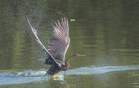 அருகி வரும் ‘இந்தியன்  டார்ட்டர்..’ ஆதங்கப்படும் பறவைக் காதலர்கள்!