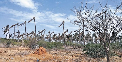 விவசாயிகளுக்கு விரைந்து கிடைக்குமா வறட்சி நிவாரணம்?﻿