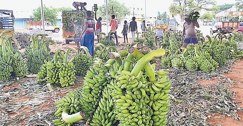 வறட்சி அதிகரித்ததால் வாழை விவசாயம் பாதிப்பு﻿: வரத்து குறைவால் உச்சத்தில் வாழைத்தார் விலை﻿﻿