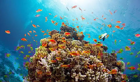 பூமி என்னும் சொர்க்கம் 02 - வகை வகையான உயிரினங்கள்!