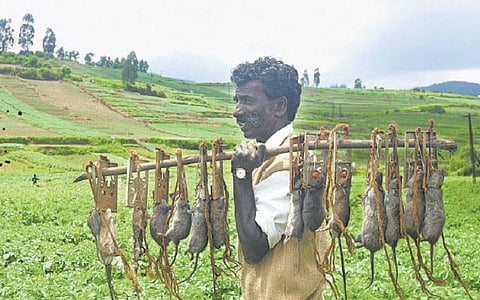 விவசாயிகளின் நண்பன் எலிகளின் எதிரி: மஞ்சணக்கொரை ‘மணிண்ணா’