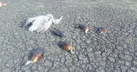 மருந்து கலந்த தீனியை மீன்களுக்குத் தூவி ஊசுட்டேரியில் பறவைகள் வேட்டை: சமூக விரோதிகளால் ஏரிப்பகுதி நாளுக்கு நாள் மோசமடைகிறது﻿﻿