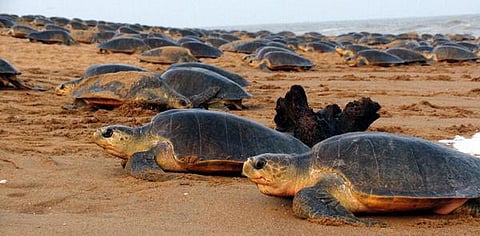 அழிவை நோக்கித் தள்ளப்படும் ஆமைகள்!