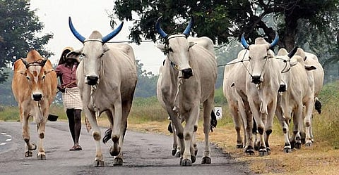 அழிவின் விளிம்பில்...