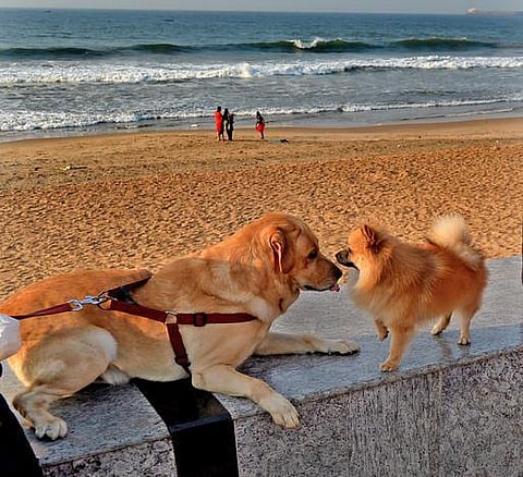 இயற்கை பேரிடர் நிகழ்வை முன்கூட்டியே அறியும் நாய்கள்: மனிதனை விட மோப்பசக்தி 10 லட்சம் மடங்கு துல்லியமானவை