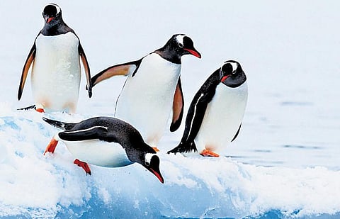 அழகான பென்குயின்கள்!