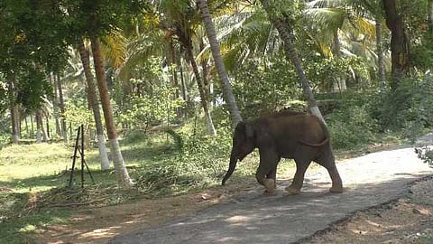 யானைகளின் வருகை 18: கோயில் யானைகள் முகாம் வந்தது பின்னே; ஊழல் வந்தது முன்னே!
