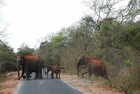 யானைகளின் வருகை 22: செவ்வி கவுண்டரும், சந்தன வீரப்பனும்