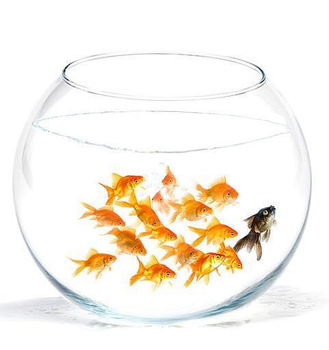 மீனம்மா… மீனம்மா…