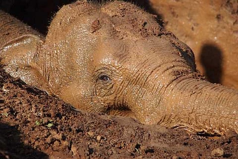 யானைகளின் வருகை 23: அம்மைக்கு தெரிந்தால் ஆபத்து!　