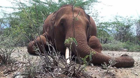 யானைகளின் வருகை 25: அதிகாரிகள் நடத்தும் சென்சிடிவ் நாடகம்