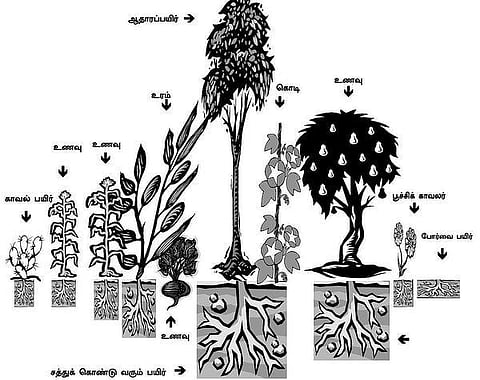 தொட்டனைத்து ஊறும் அமிழ்தம் 50: உயிர்களின் இணக்கத் தொகுதி