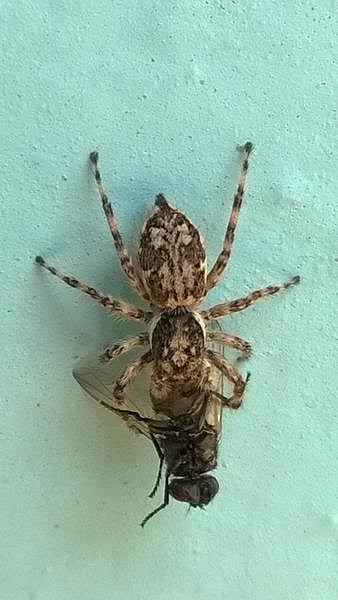 கான்கிரீட் காட்டில் 01: இன்னும் மீதம் இருக்கிறது இயற்கை