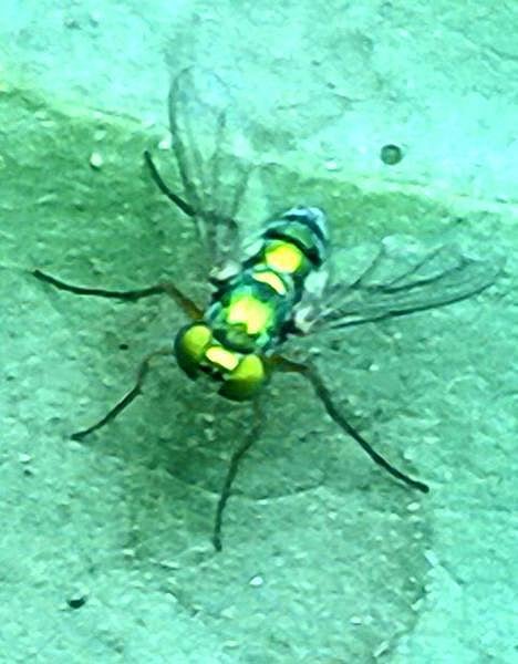 கான்கிரீட் காட்டில் 02: மின்னும் நெட்டைக்காலன்