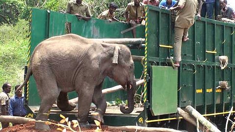 யானைகளின் வருகை 43: சகாயம் ஐஏஎஸ் வந்தால்தான் சரியாகும்!?