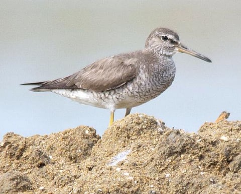 சென்னைக்கு வந்த சைபீரியப் பறவை!