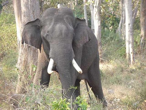 யானைகளின் வருகை 51: கல்லாறு கெத்தனாரி பீட் வலசை!