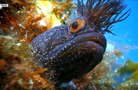 நாம் அறியாத ஆழ் கடல்