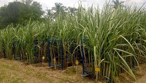 ‘இனிப்பு’க்கு நூறு வயது!