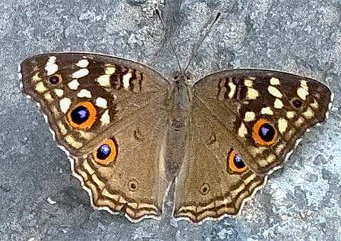 கான்கிரீட் காட்டில் 03: வண்ணத்துப்பூச்சிக்கு சிமெண்ட் தரை பிடிக்குமா?