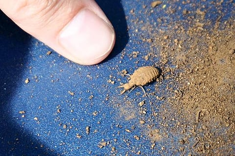 கான்க்ரீட் காட்டில் 04: பூச்சிகளைப் பிடிக்கும் புதைகுழி