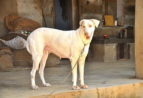 முதல் நண்பன் 05: வெள்ளை நிறத்திலொரு நாய்